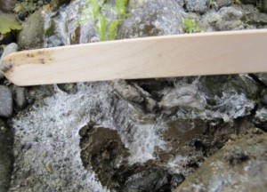Bird scat