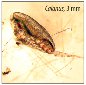 Calanus