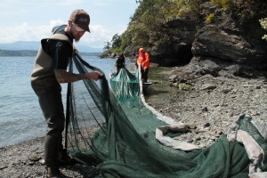Beach Seining in Cowichan Bay