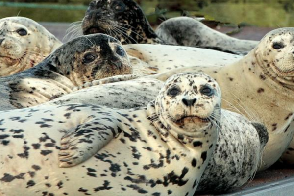 seals